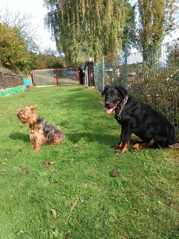 domainedelalicorne.fr Elevage de beauceron chiot beauceron pure race élevage du clos de la licorne elevage des gardiens de la licorne elevage beauceron noir et feu authentique gros gabarits élevage de Beauceron familial sérieux et qualité domainedelalicorne.fr suivi des chiots conseil d’éducation chiot propre bas rouge santé caractère spécialiste du beauceron noir et feu ou arlequin chien rustique berger de France  nos chiots sont élevés avec amour et attention notre passion au service de la qualité Beauceron de qualité et sportif domaine de la licorne 04380 BARRAS élevage en liberté éleveur berger de beauce élevage de beauceron de travail 